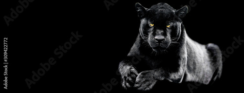 Jaguar with a black background