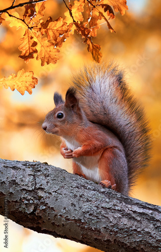 beautiful fluffy red squirrel sitting in autumn Park on a tree oak with bright Golden foliage