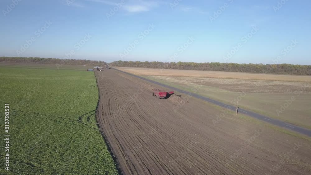 Harvesting Sugar Beets Combines And Cars Remove Root Crops From The