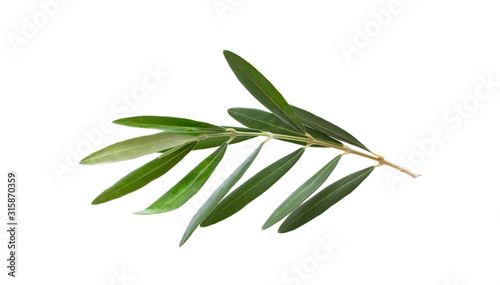 Fresh olive branch leaves isolated on white background