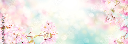 Pink cherry tree blossom flowers blooming in spring, easter time against a natural sunny blurred garden banner background of blue, yellow and white bokeh.