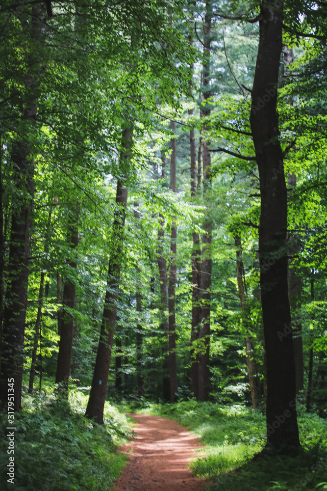 Naklejka Cie Ka Pejza Drzewa Natura Trawa Dekowizja Pl