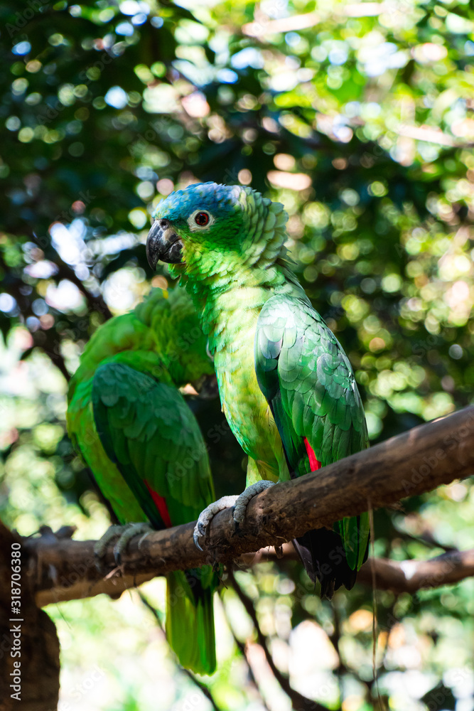 Latin American Parrots Yellow Head Blue Head Red Head Loro Loro