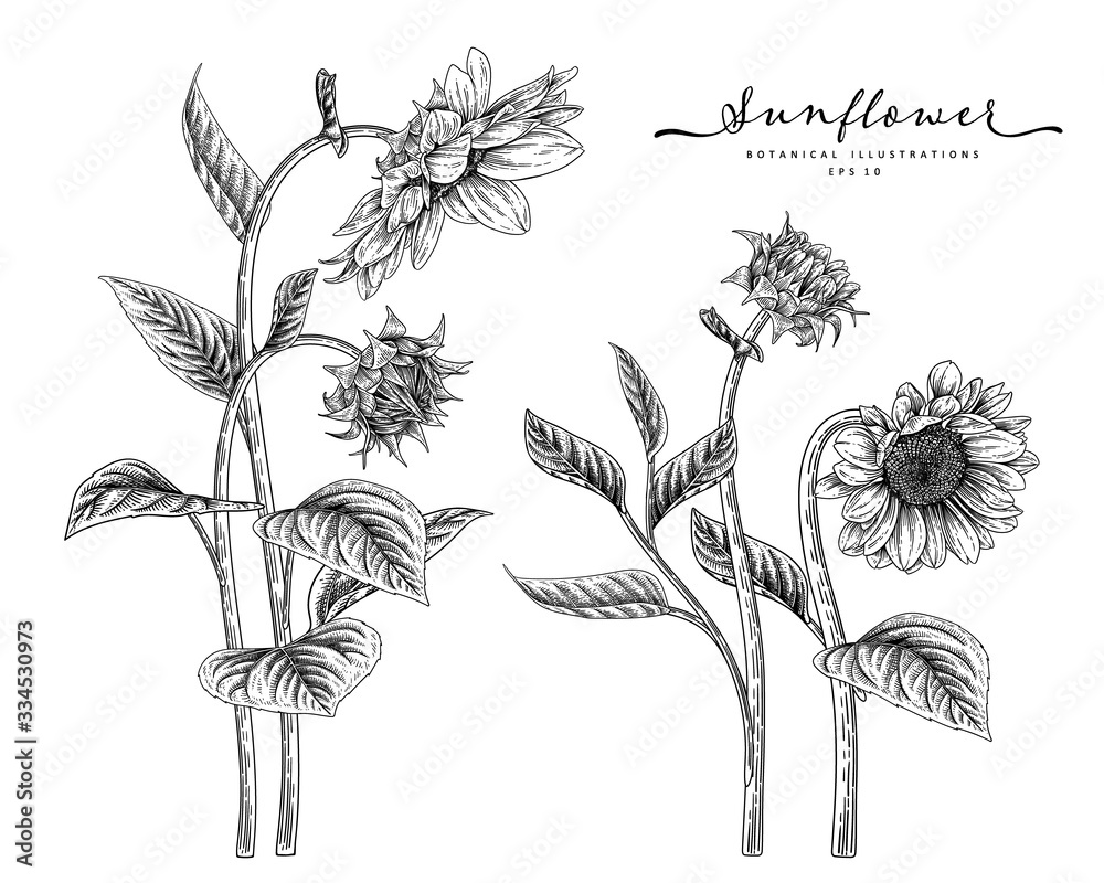 Sketch Floral Decorative Set Sunflower Drawings Black And White With