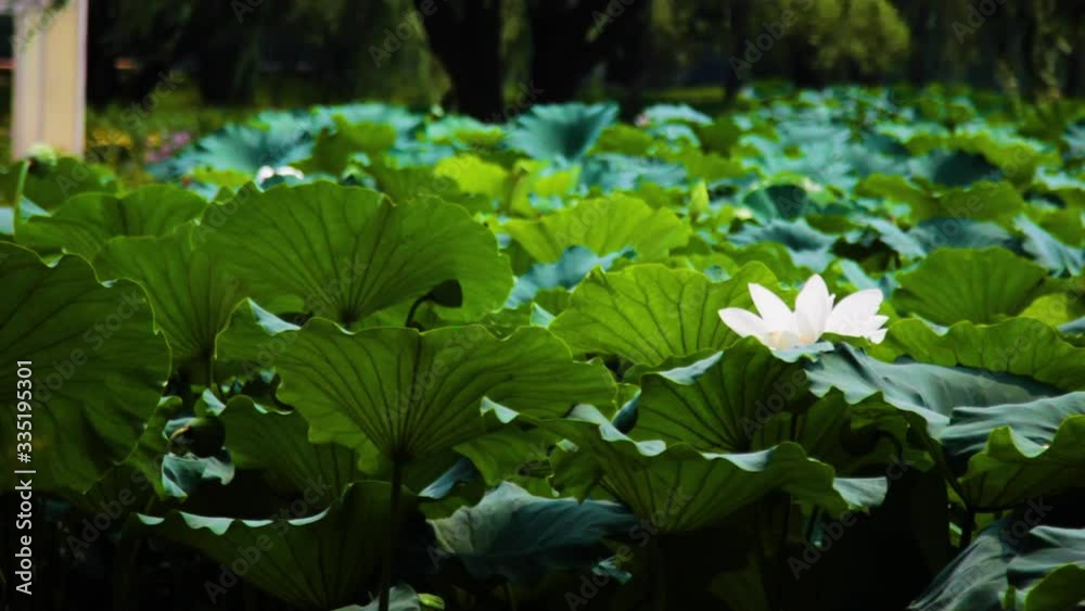 We Can See A Lot Of Beautiful Lotus Flowers At The Lotus Flowers