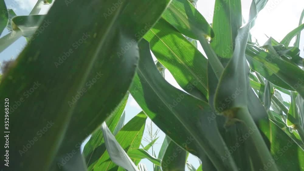 Corn Silage Harvest Corn Fourage Harvester In Action Harvest Truck