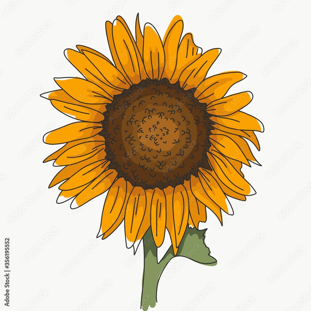 dibujo de un girasol sunflower grande ilustración vector Stock Illustration Adobe Stock