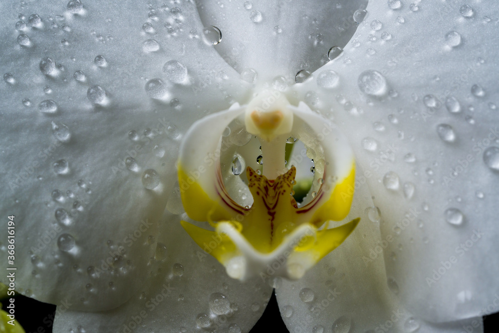 Vagina Erotic Orchid Flower Close Up Orgasm Flower Imitating The Female Sex Pussy Vulva