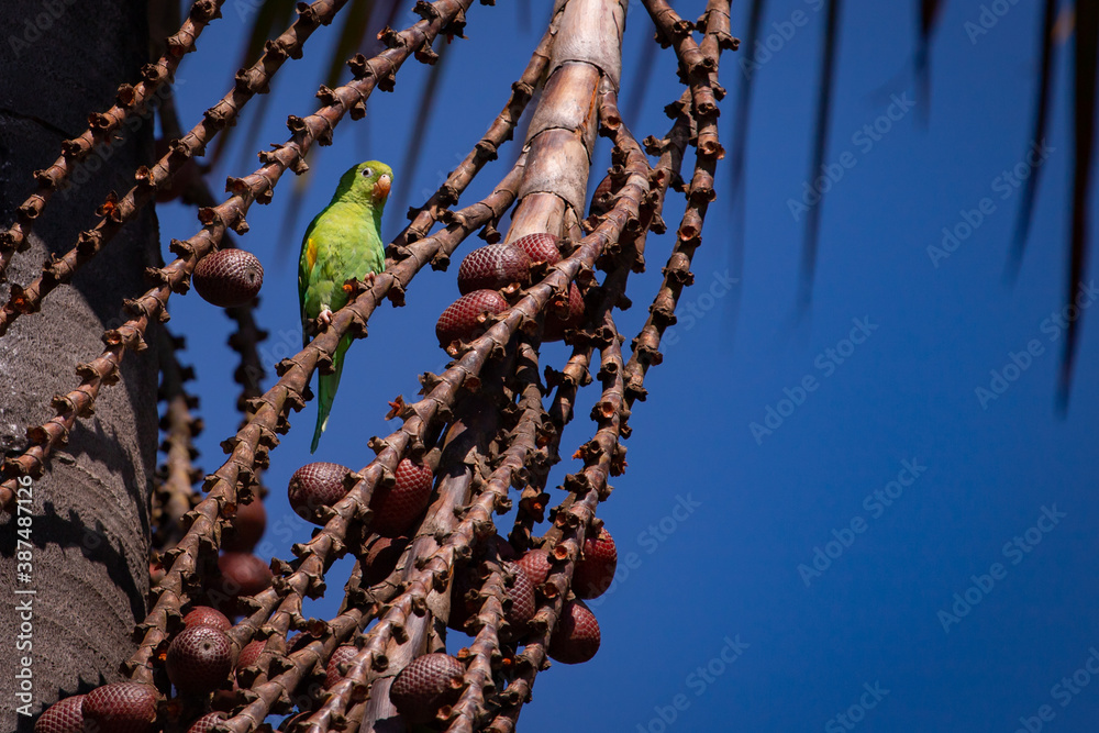 Foto De Plain Parakeet Brotogeris Tirica Perched On A Buriti Palm