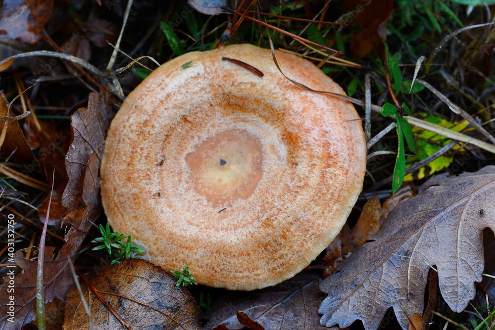 Foto De Saffron Milk Cap Lactarius Deliciosus Mushroom Fall Season