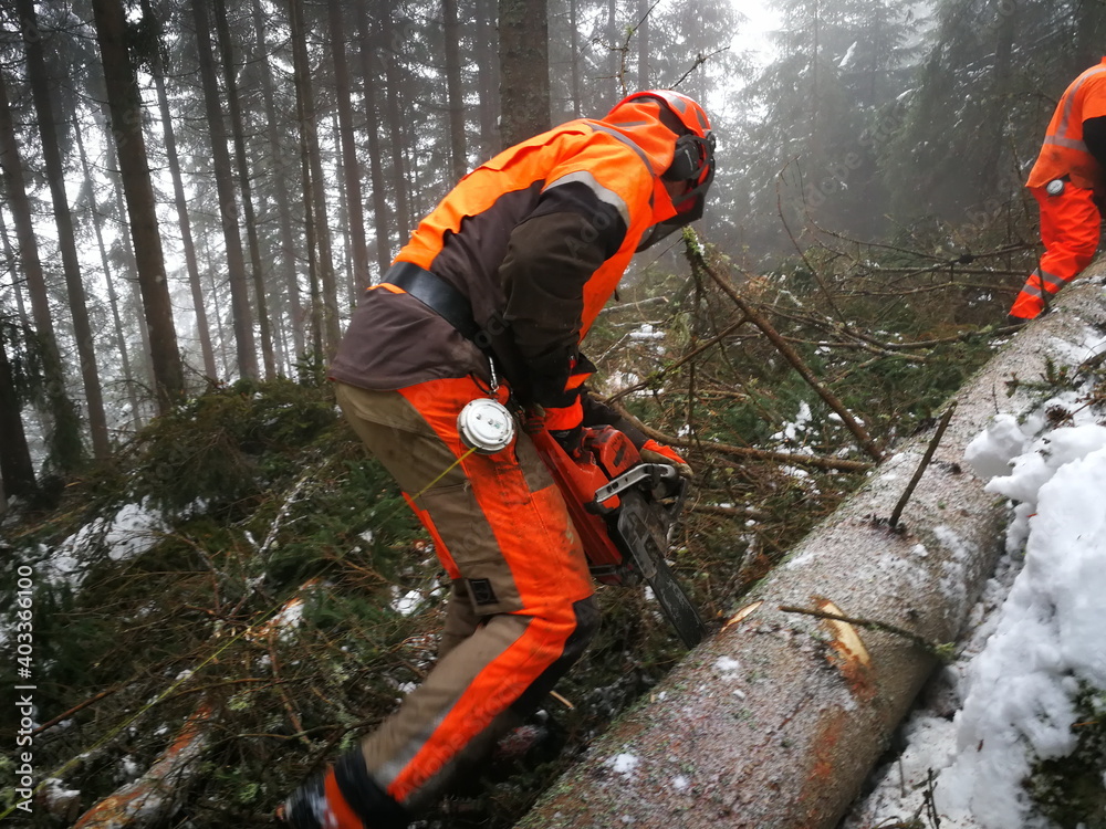 Forstarbeit Unfall Forstunfall Haselmann Stock Photo Adobe Stock