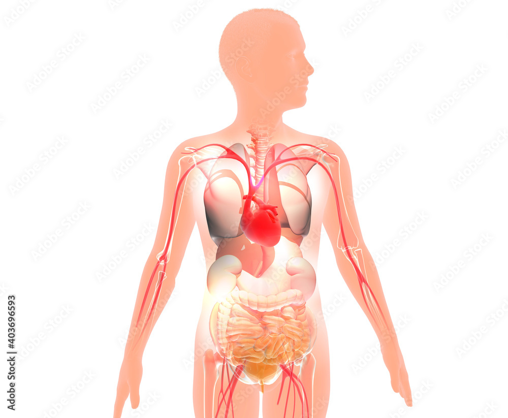 D Illustration Of Human Figure Showing The Interior Of The Internal Anatomy Silhouette Cut Out