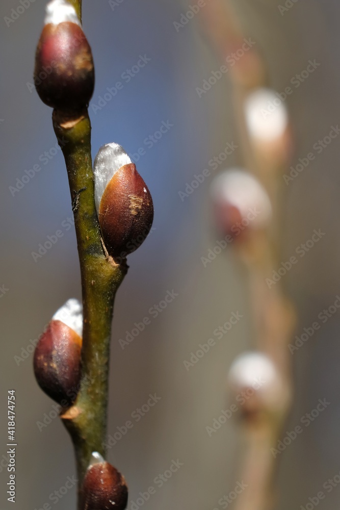 Catkins Of Salix Caprea Goat Willow Also Known As The Pussy Willow Or Great Sallow In Very
