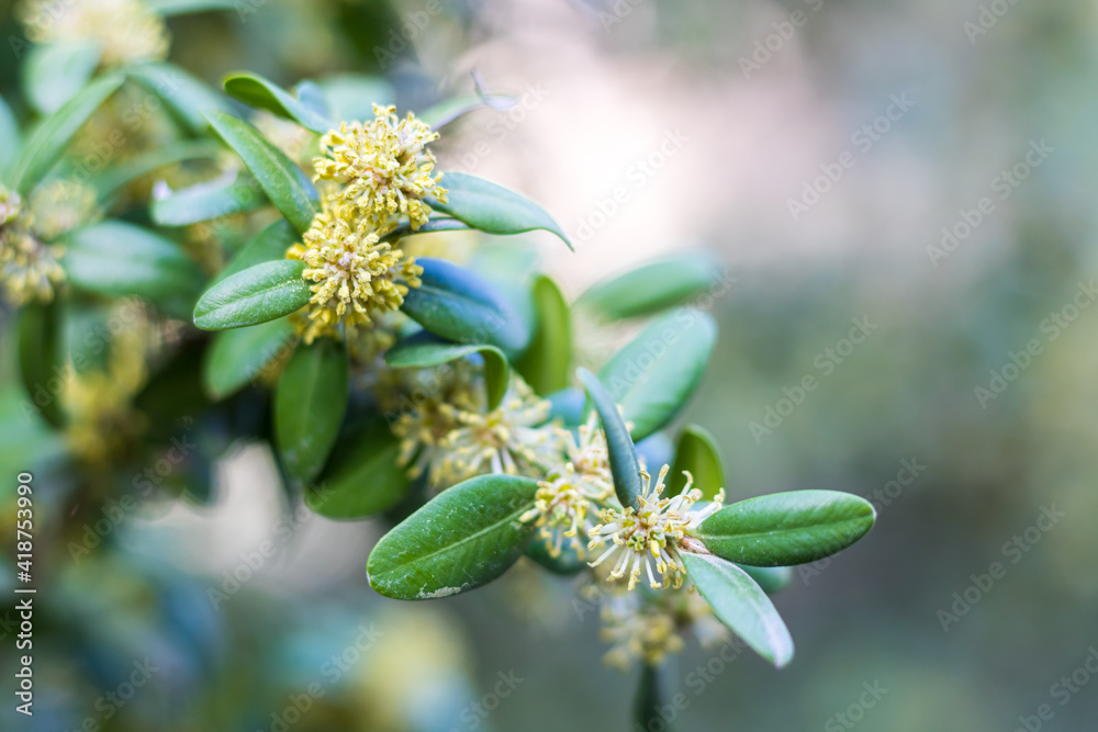 Gros Plan Sur Un Buis Buxus Sempervirens En Fleur Au Printemps Stock