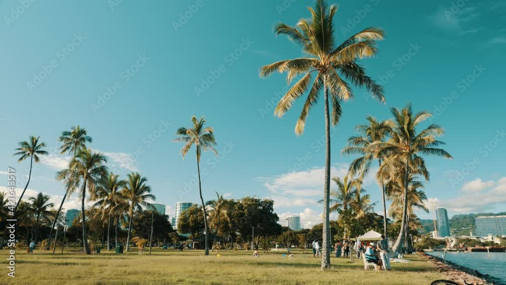 K Palm Tree Coconut Tree In Hawaii Ala Moana Beach Park V Deo De Stock