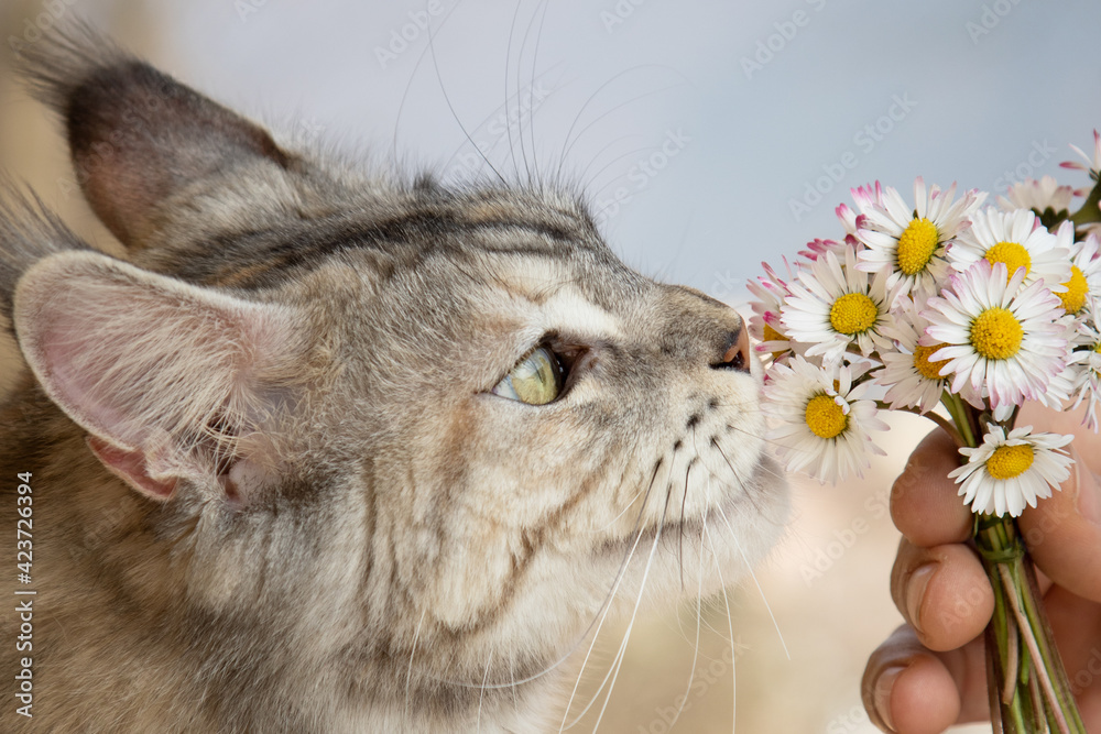 The Maine Coon Cat Sniffs The Daisies Stock Photo Adobe Stock