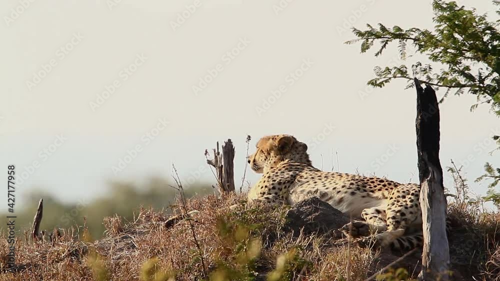 Cheetah Lying Down On Termite Mound In Kruger National Park South