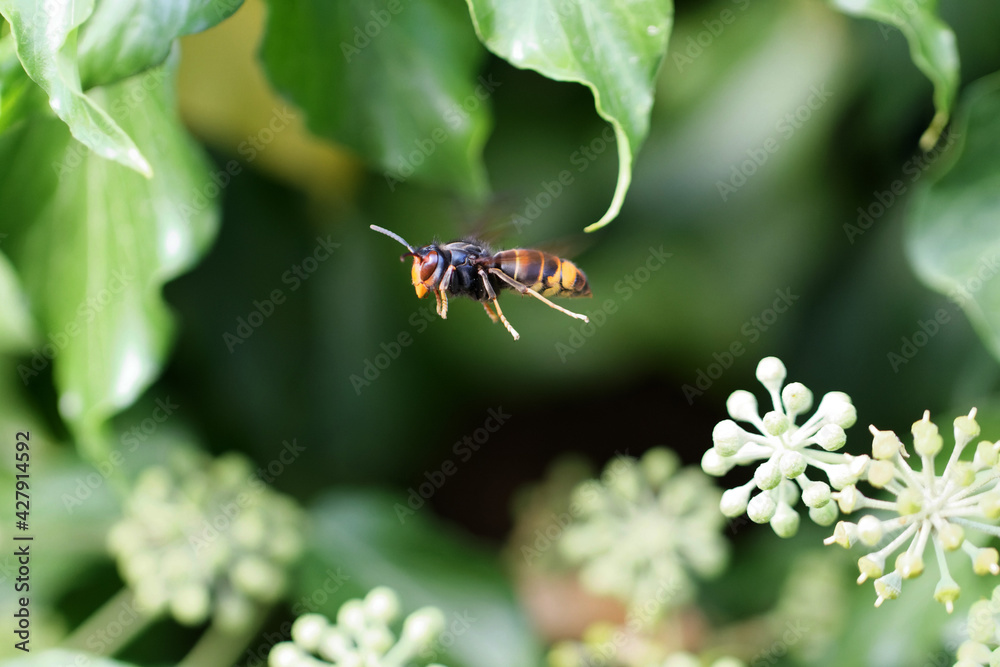 Foto de Frelon à patte jaune Frelon asiatique Vespa velutina