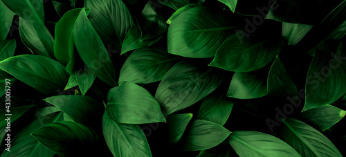 Green leaf texture,Green leaves pattern background