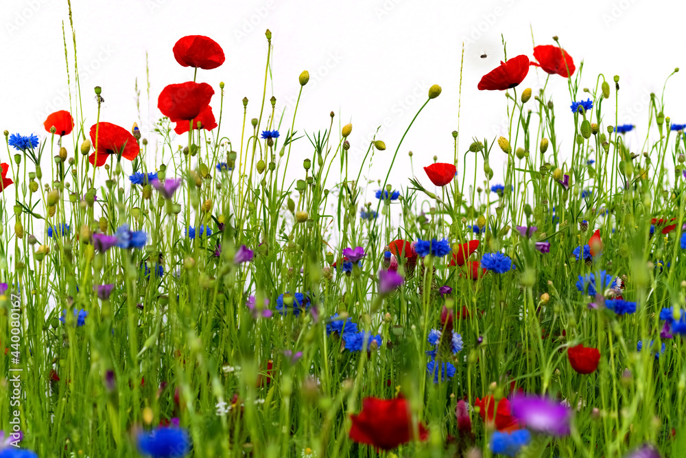 Blumenwiese Bl Ten Kornblumen Cyanus Segetum Klatschmohn Papaver Rhoeas