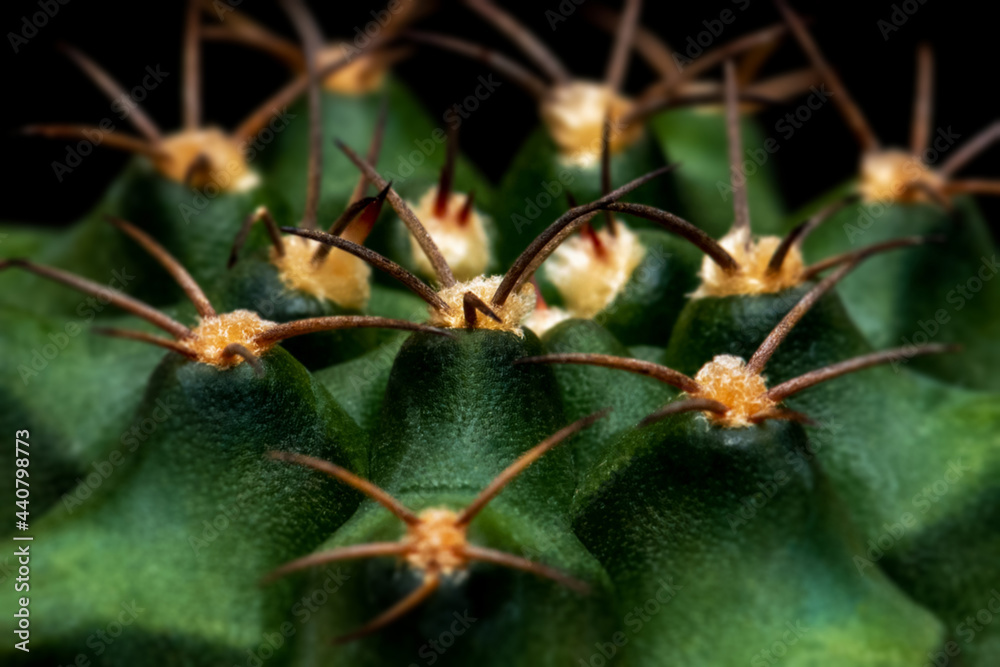 Blurred Background Of Cactus Mammillaria Schumannii With Thorns On