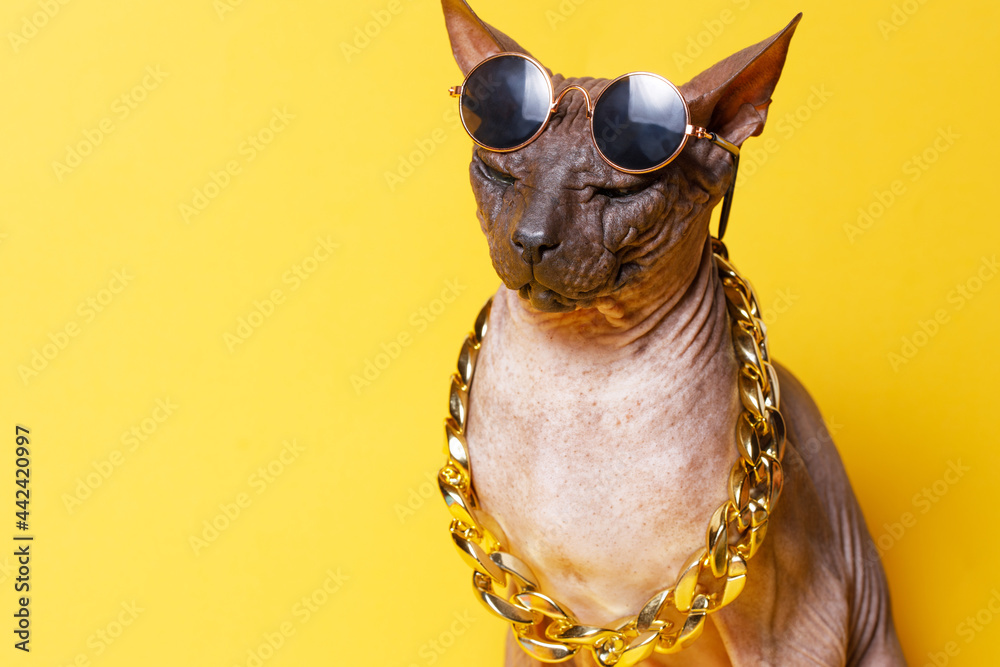 Cat Of Breed Sphinx Wearing In Fashion Glasses And A Gold Chain Naked