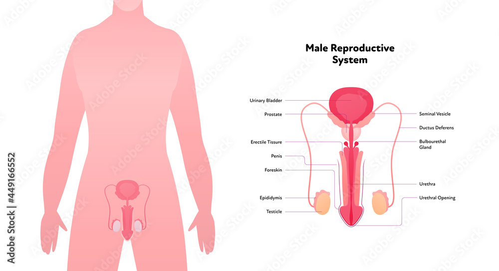 Vetor Do Stock Human Reproductive System Anatomy Inforgaphic Chart