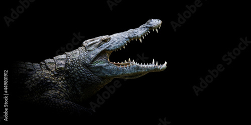 Close crocodile portrait on black background