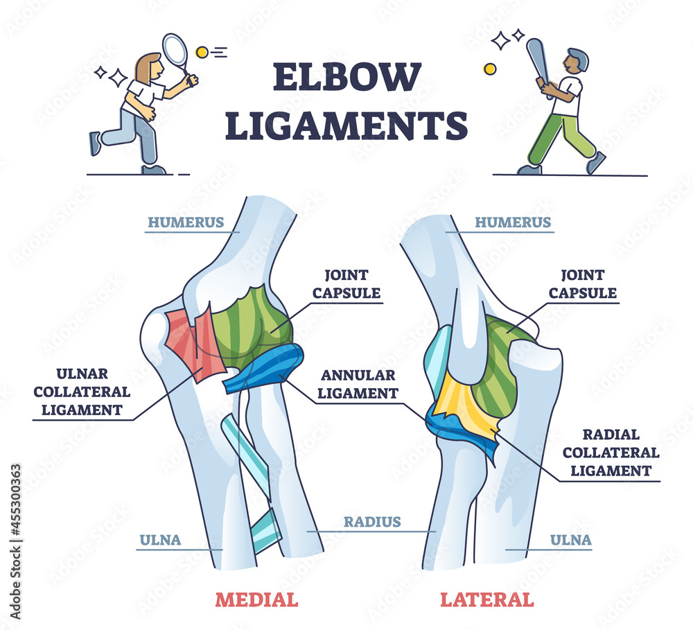 Plakat Elbow Ligaments With Medical Medial Or Lateral Xray Structure