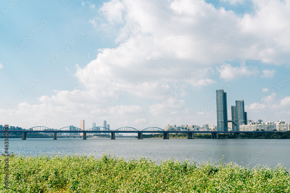 Buckwheat Flower Field And City View At Banpo Han River Park Seorae