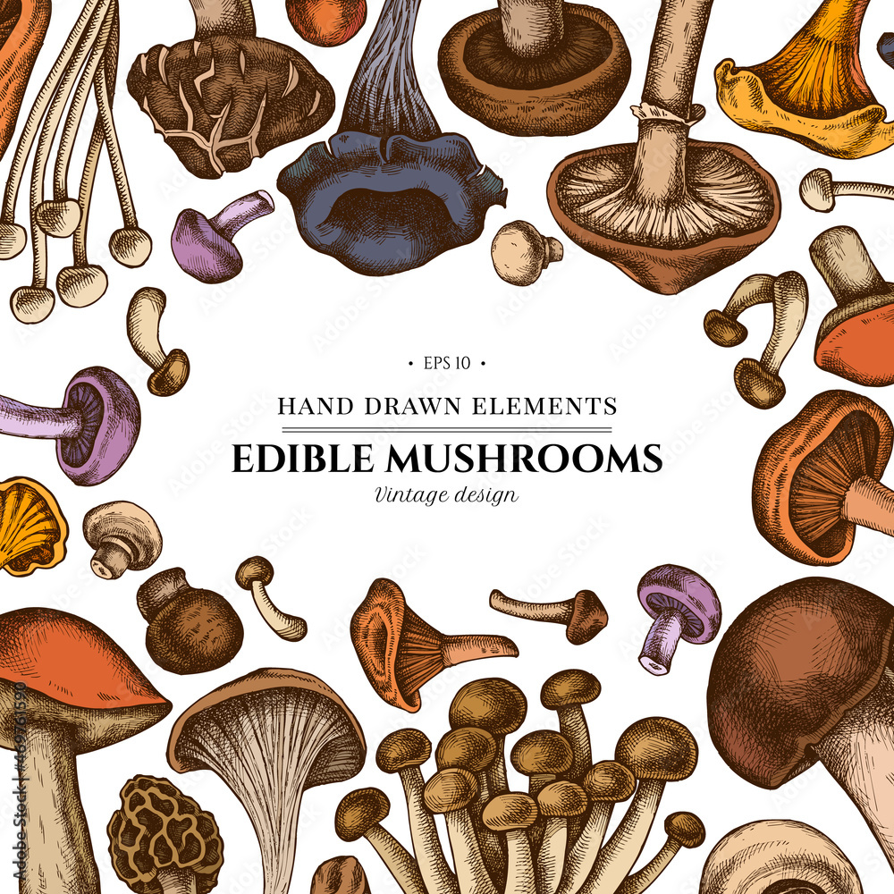 Colored Elements Design With Oyster Mushroom Champignon Honey Agaric