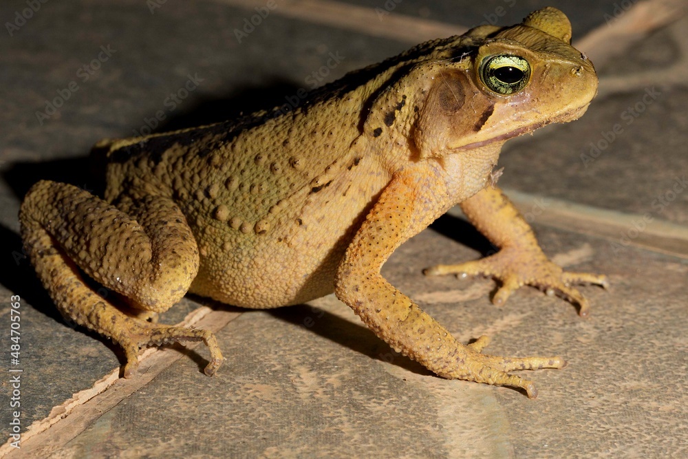 Sapo Cururu No Fundo Escuro Sapo Cururu Rhinella Marina Tamb M