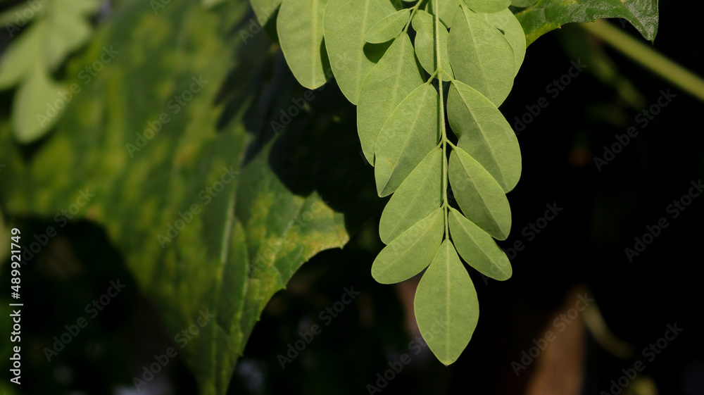 Moringa Leaves Moringa Oleifera Lamk Natural Green Moringa Leaves