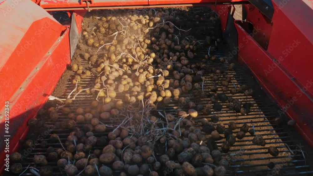 Vidéo Stock potato harvesting potato harvester mechanized process of