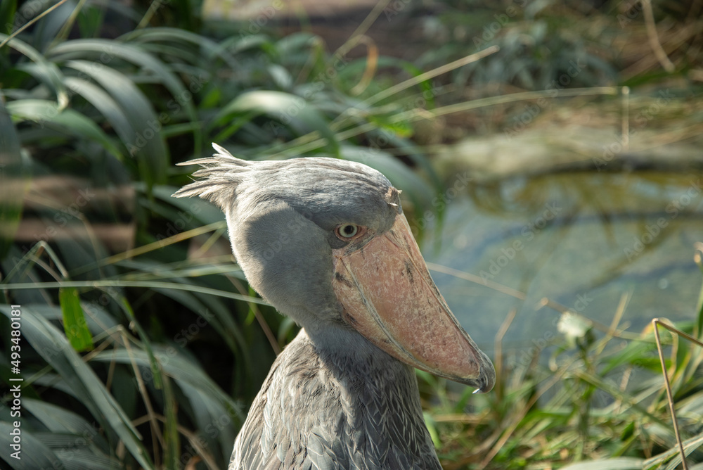 The Shoebill Balaeniceps Rex Also Known As Whalehead Whale Headed