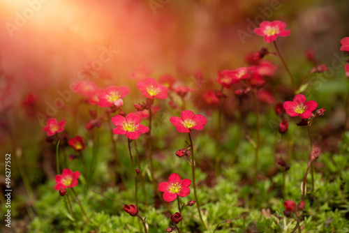 Skalnica, czerwone letnie kwiaty w ogrodzie