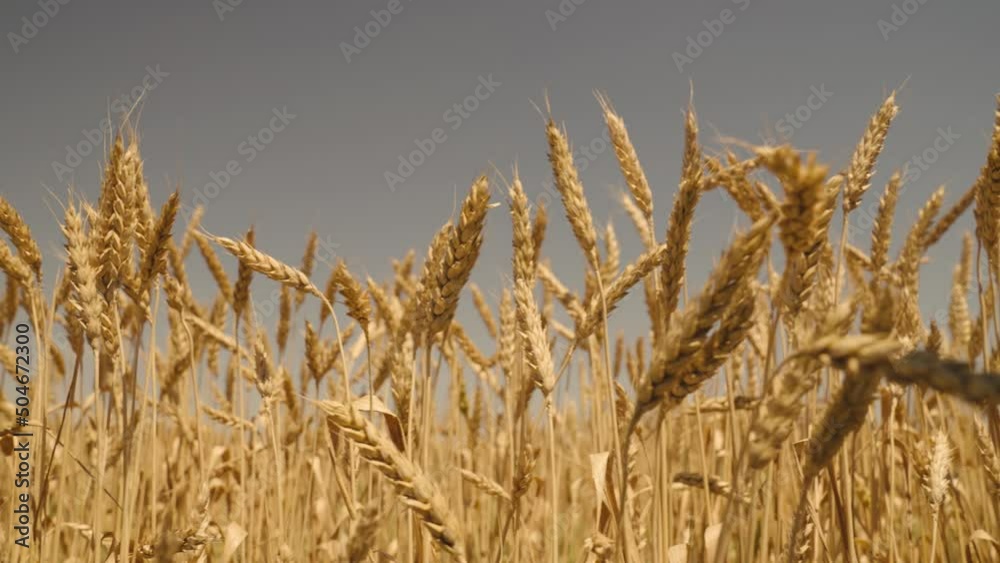 Vidéo Stock agricultural wheat field farming wheat on the farm