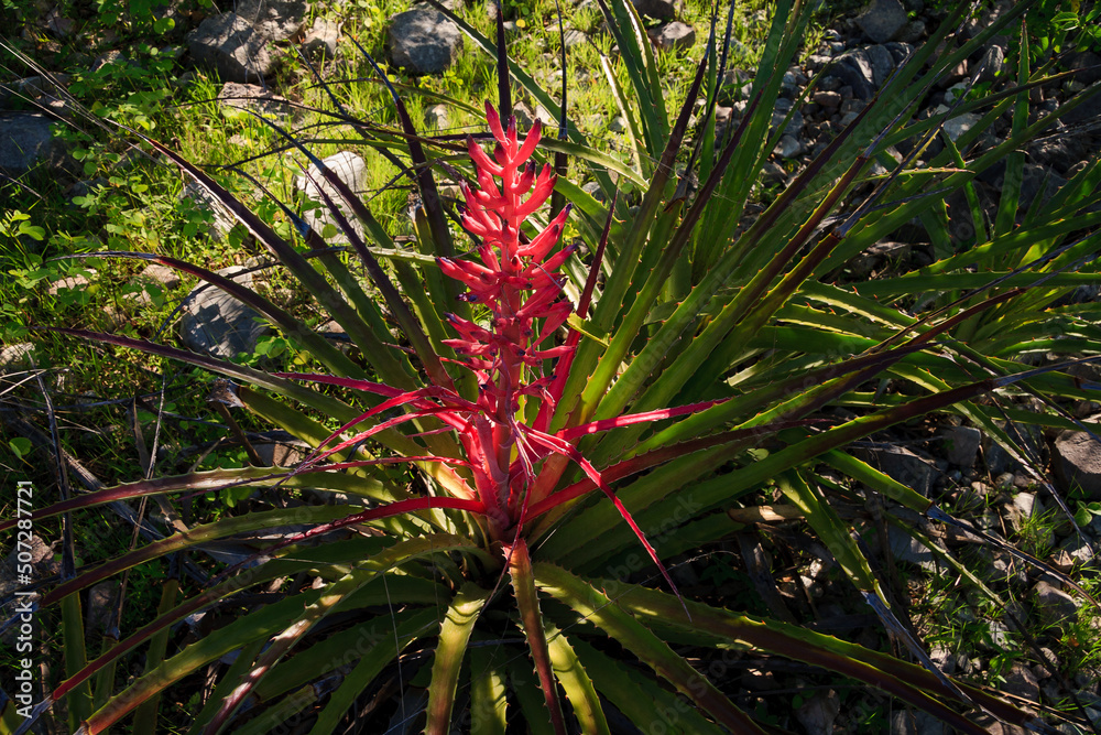 Brom Lia Conhecida Como Macambira Na Caatinga Vegeta O Nativa Do