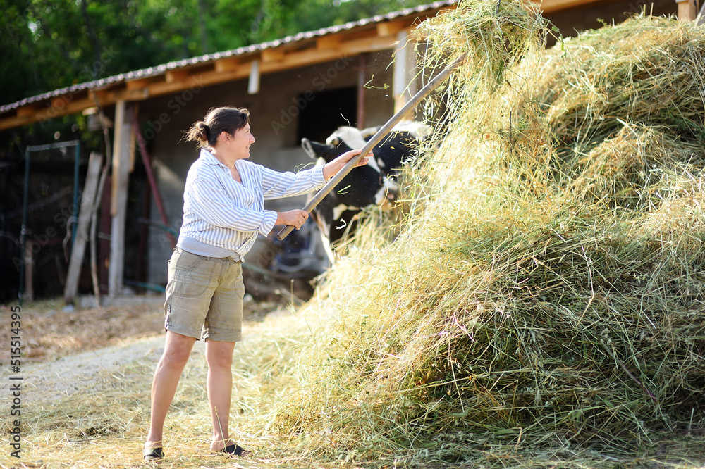 Mature Female Farmer Turns The Hay For Cow With A Pitchfork On The