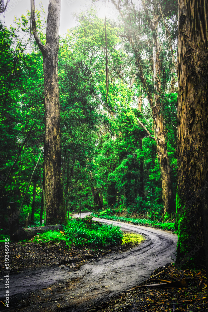 Camino Curvo De Tierra En El Bosque Verde Con Arboles Muy Grandes A Los