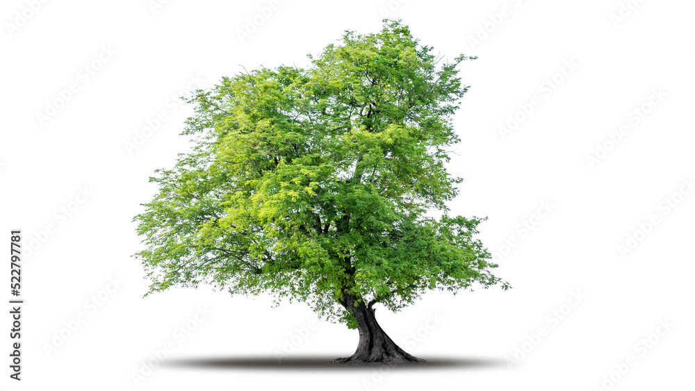 Tree Png Isolated Transparent On White Background Tropical Big Green