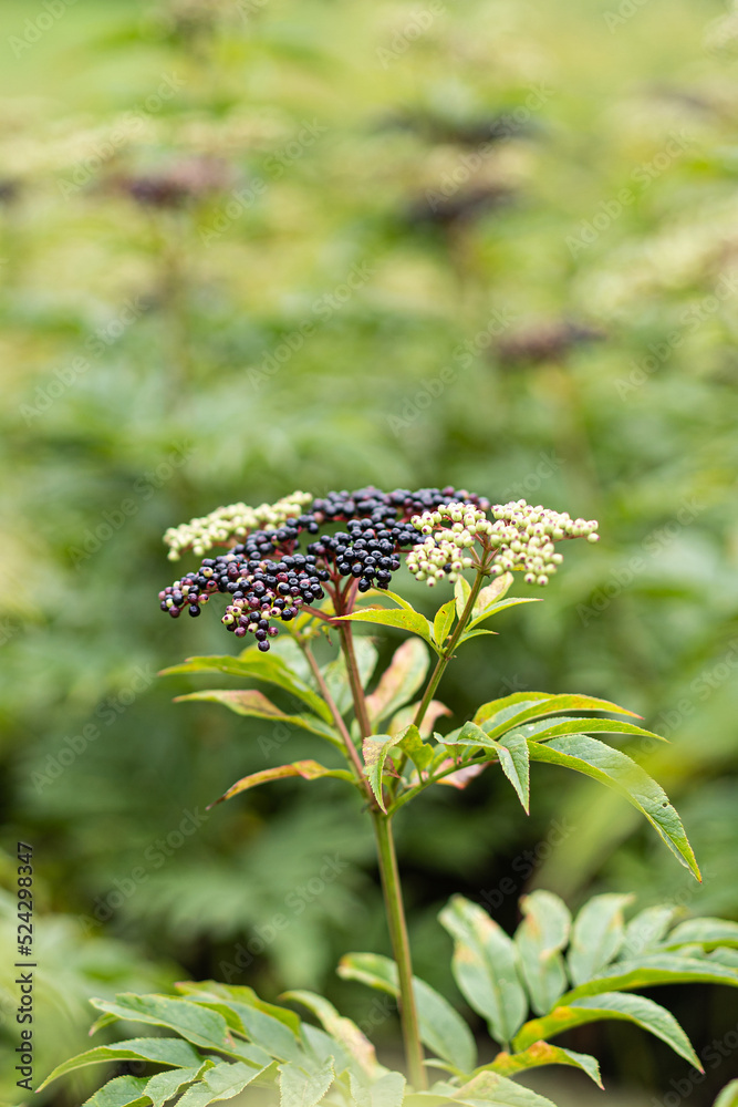 Fotka Clusters Fruit Black Elderberry In Garden Sambucus Nigra