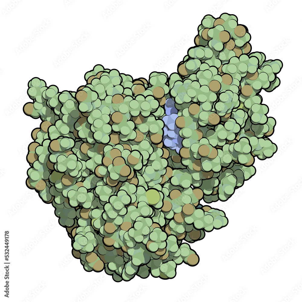 Janus Kinase 1 Protein Part Of JAK STAT Signalling Pathway And Drug