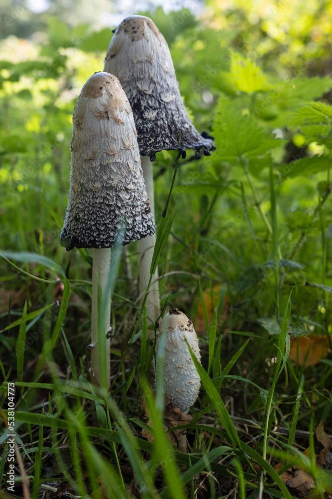 Group Of Coprinus Comatus At Different Stages Of Autolysis In The