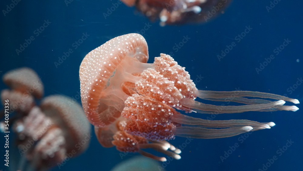 Phyllorhiza Punctata Commonly Known As The Australian Spotted