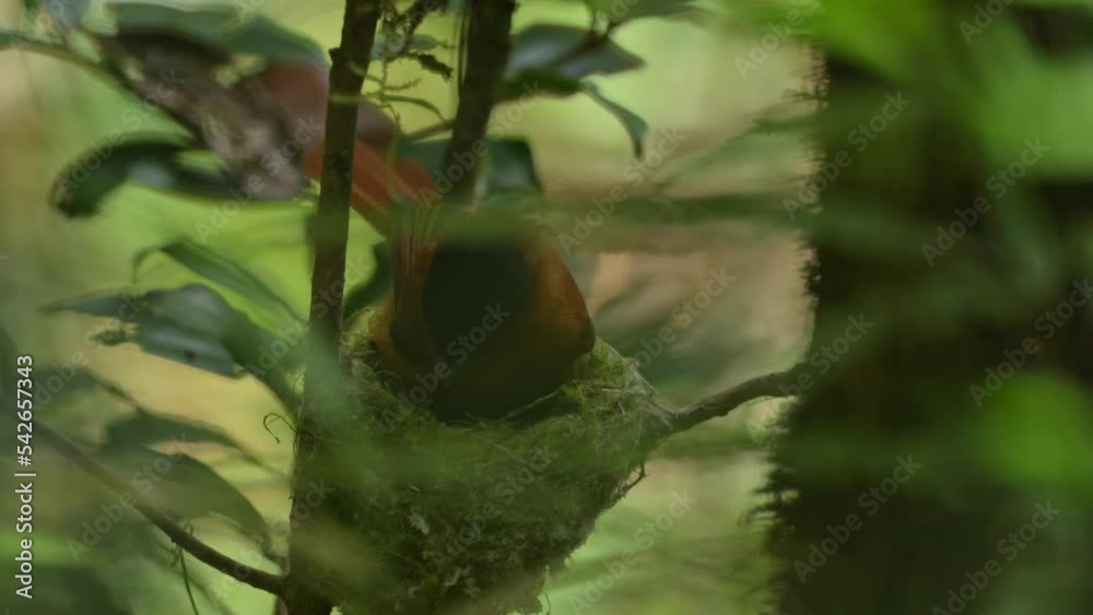 Malagasy Paradise Flycatcher Terpsiphone Mutata Bird In The Nature