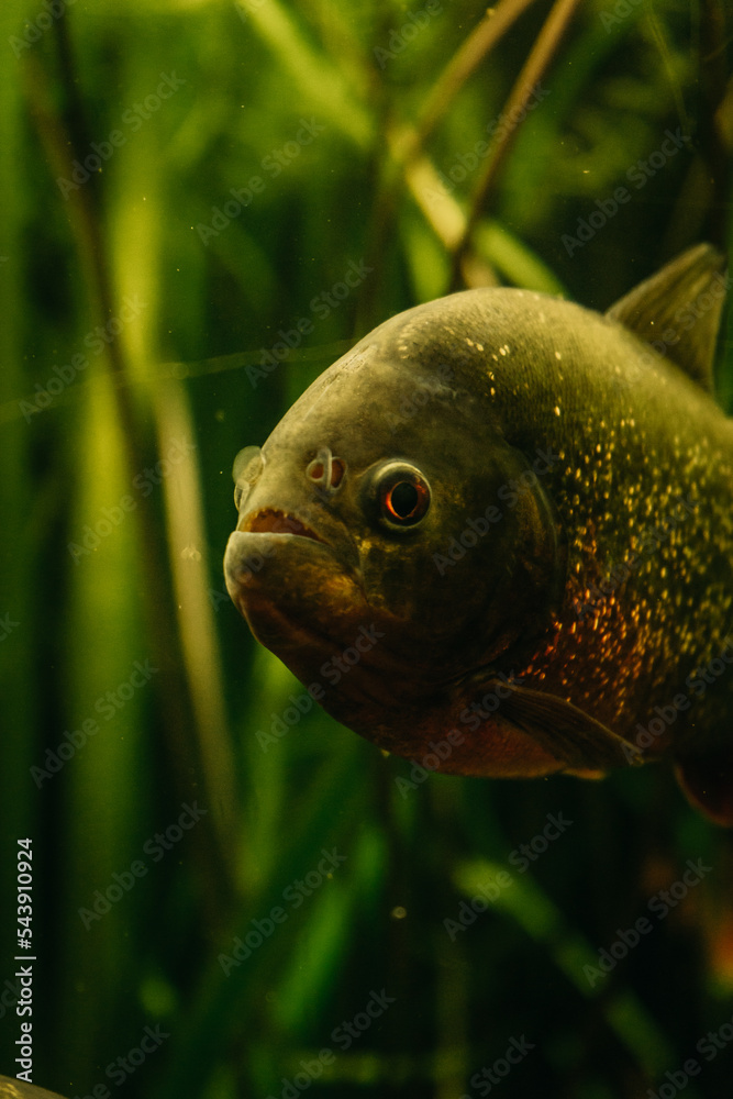 Fotka Piranha Im Aquarium Schwimmen Piranhas Piranha Fisch