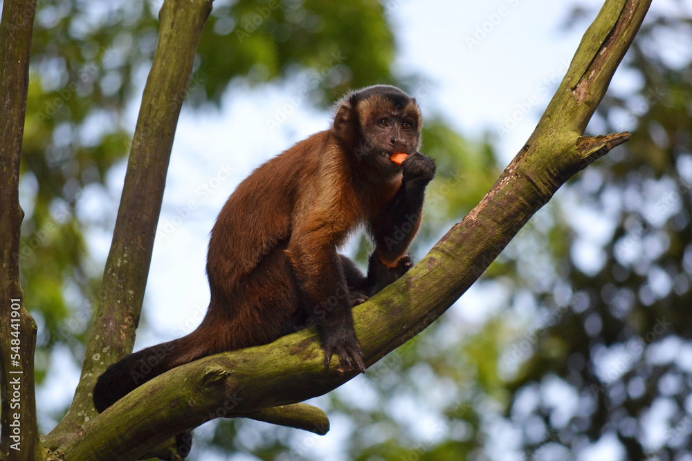 Geoffroy S Spider Monkey Also Known As The Black Handed Spider Monkey