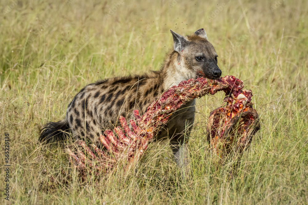 Foto De Spotted Hyena Crocuta Crocuta Walking Across Savanna Carrying