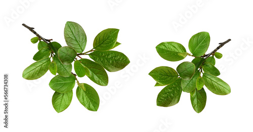 Set of twigs with spring green leaves isolated on whiteor transparent background